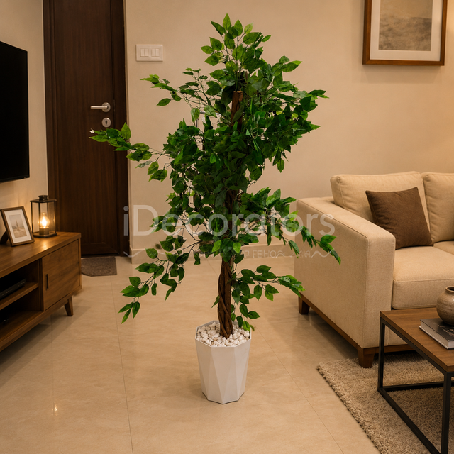 Ficus tree is ideal for living rooms, offices, receptions, hotels, Airbnbs, restaurants, waiting areas