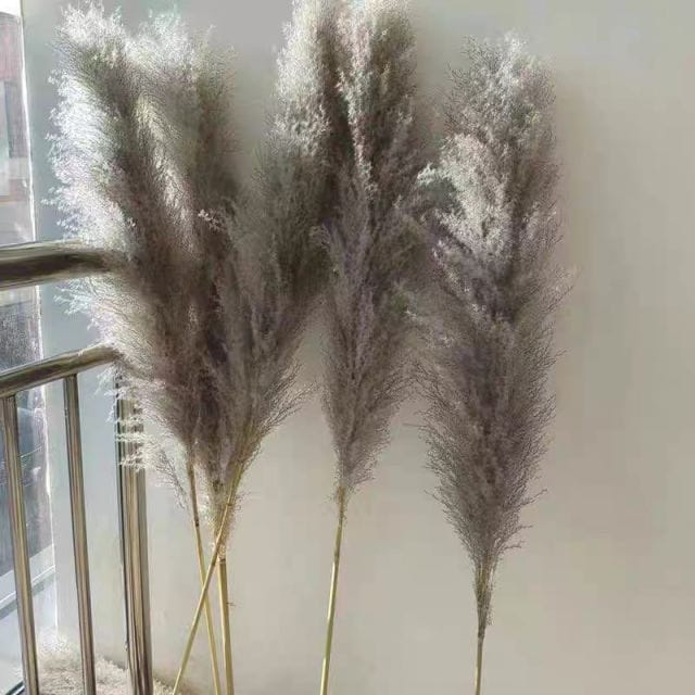 Big Fluffy Pampas Grass/dried/Decorative flowers