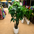 Artificial Mango Tree with Pot