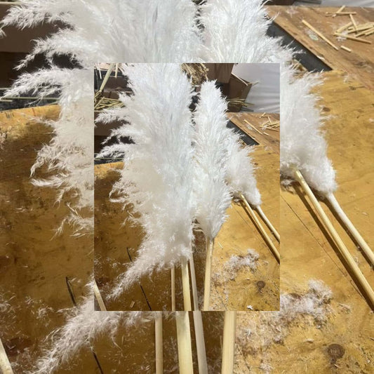 Big Fluffy Pampas Grass/dried/Decorative flowers