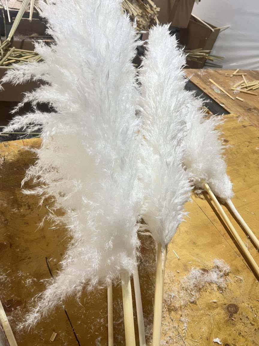 Big Fluffy Pampas Grass/dried/Decorative flowers