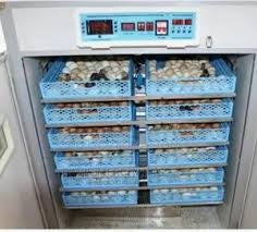 Poultry egg incubators for hatching eggs.