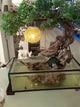 Zen Bonsai Tree LED Aquarium